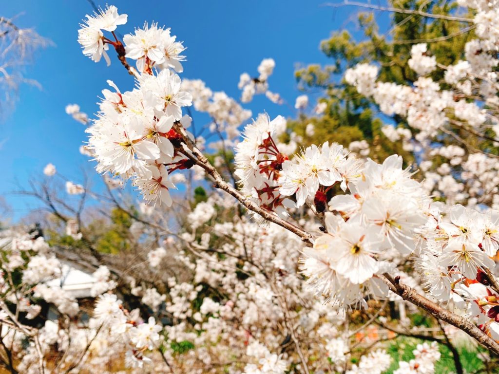 平野神社　桜　桃桜　種類